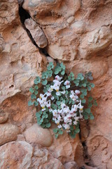 Sarcocapnos enneaphylla