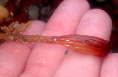 Styela montereyensis