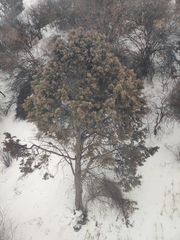 Juniperus seravschanica