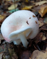 Russula