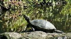 Trachemys scripta elegans