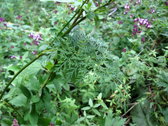Seseli peucedanoides
