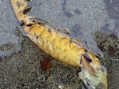 Telmessus cheiragonus