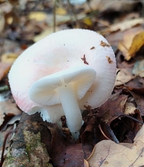 Russula