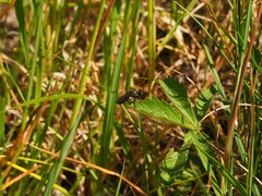 Dioctria atricapilla