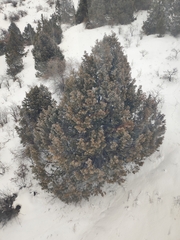 Juniperus seravschanica