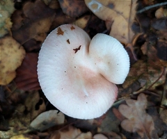 Russula