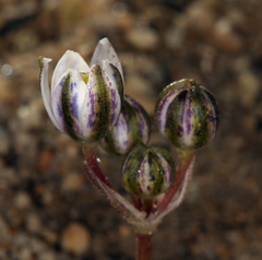 Muilla coronata
