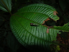 Zelus annulosus