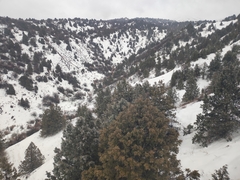 Juniperus seravschanica