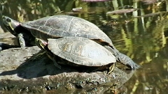 Trachemys scripta elegans