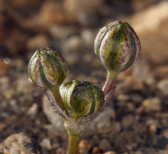 Muilla coronata