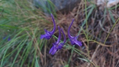 Delphinium balcanicum