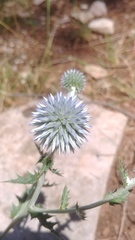 Echinops microcephalus