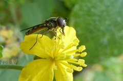 Platycheirus albimanus