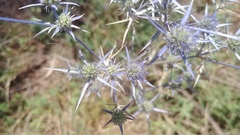 Eryngium creticum