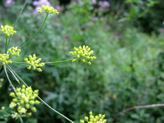 Seseli peucedanoides