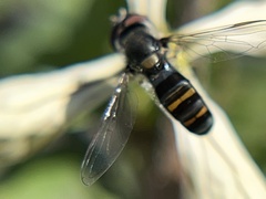 Pseudoscaeva diversifasciata