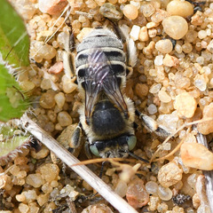 Anthophora bimaculata