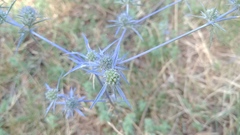 Eryngium creticum