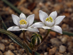 Muilla coronata