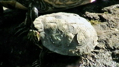 Trachemys scripta elegans