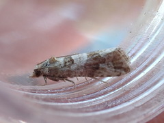 Lobesia littoralis
