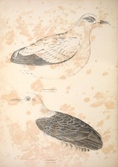 Silver-Tipped Imperial-Pigeon photo 3