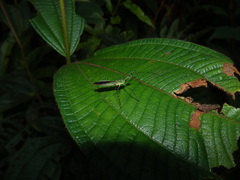 Zelus annulosus