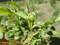 Rosa transsilvanica