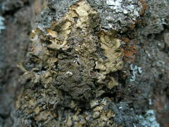 Melanohalea olivacea