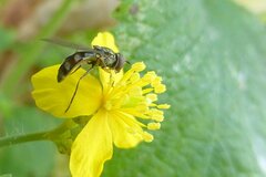 Platycheirus albimanus