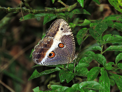 Dasyophthalma rusina