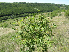 Rosa transsilvanica