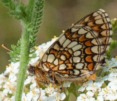 Melitaea athalia