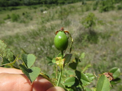 Rosa transsilvanica