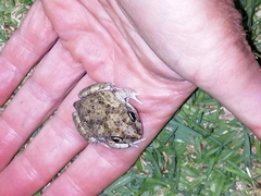 Tomopterna delalandii