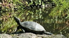 Trachemys scripta elegans