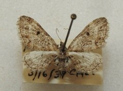 Eupithecia rotundopuncta