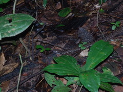 Bothrops atrox