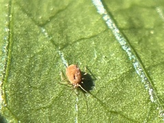 Aphis nerii
