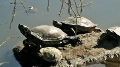 Trachemys scripta elegans