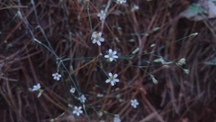 Caryophyllaceae