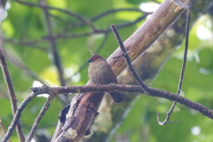 Cryptospiza reichenovii