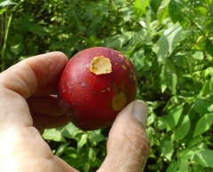 Trichosanthes bracteata