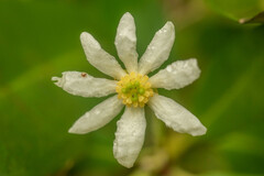 Drimys winteri