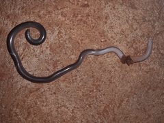 Rhinotyphlops lalandei