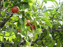 Trichosanthes bracteata