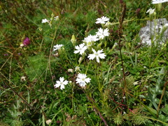 Heliosperma alpestre