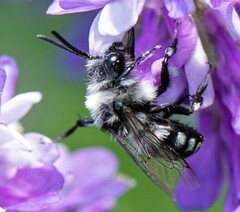 Melecta luctuosa